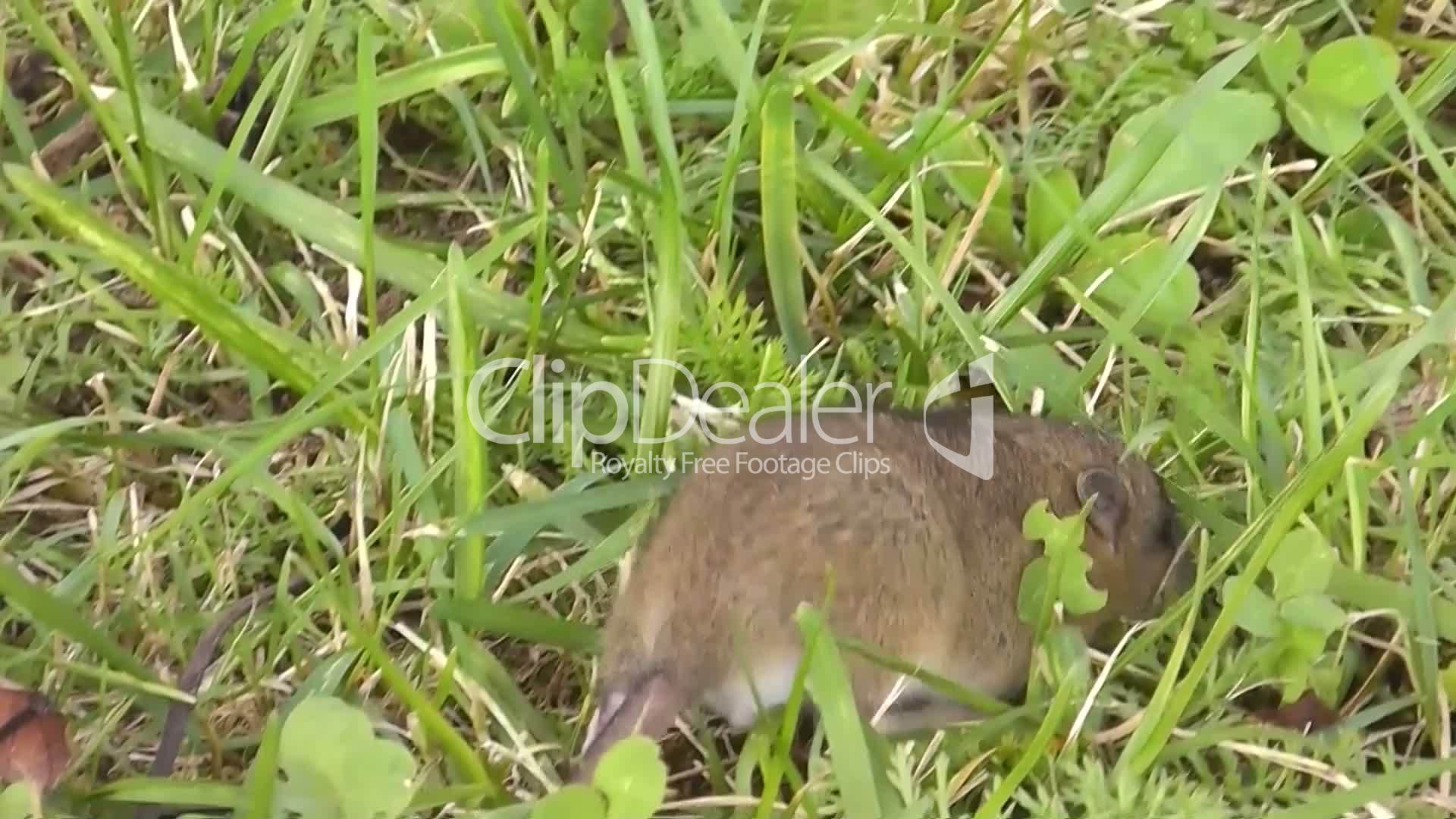 Maus im Garten Lizenzfreie Stock Videos und Clips